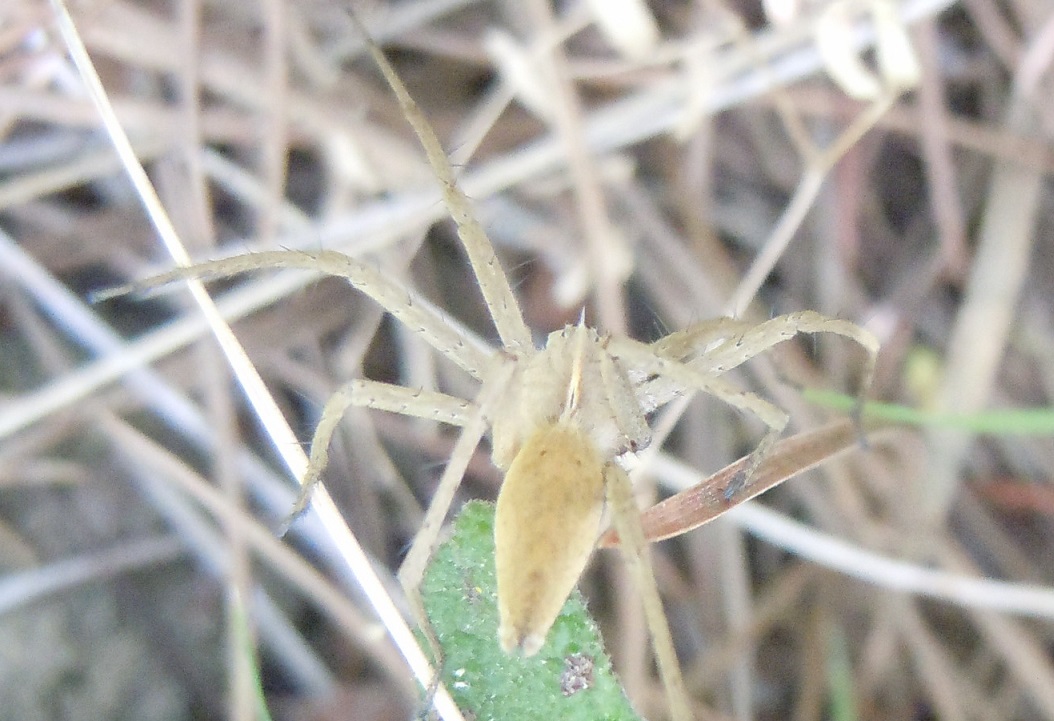 Pisaura sp. - Pozzuoli (NA)